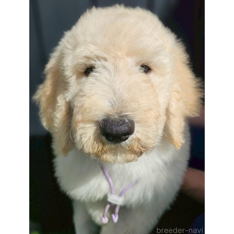 成約済の長野県のスタンダードプードル-414234の4枚目