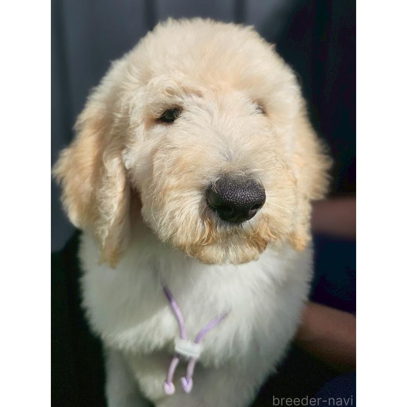 成約済の長野県のスタンダードプードル-414234の3枚目