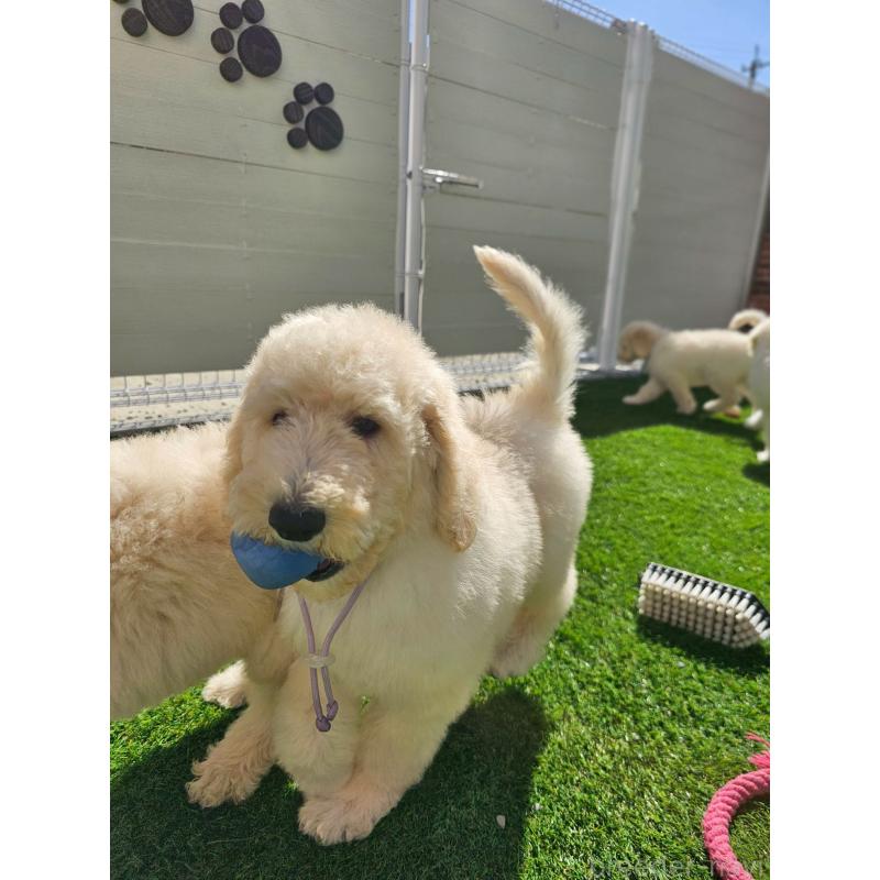 成約済の長野県のスタンダードプードル-414234の2枚目