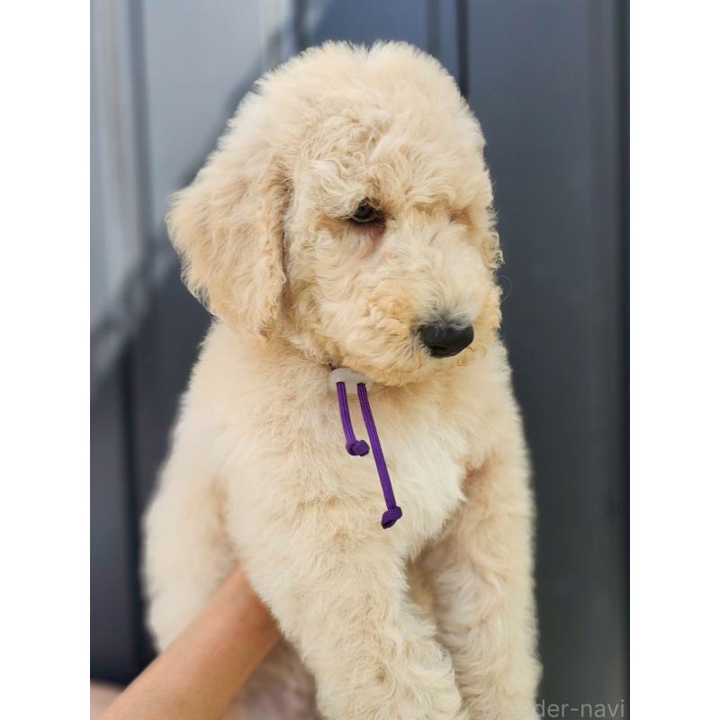 成約済の長野県のスタンダードプードル-414233の7枚目