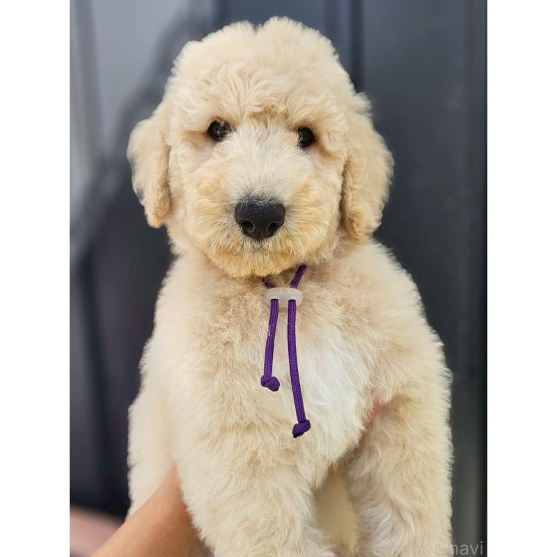 成約済の長野県のスタンダードプードル-414233