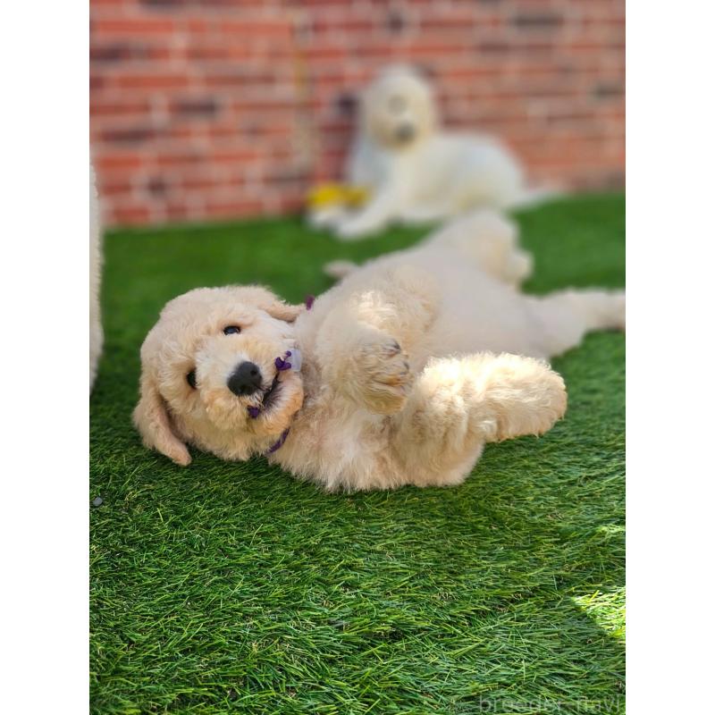 成約済の長野県のスタンダードプードル-414233の6枚目