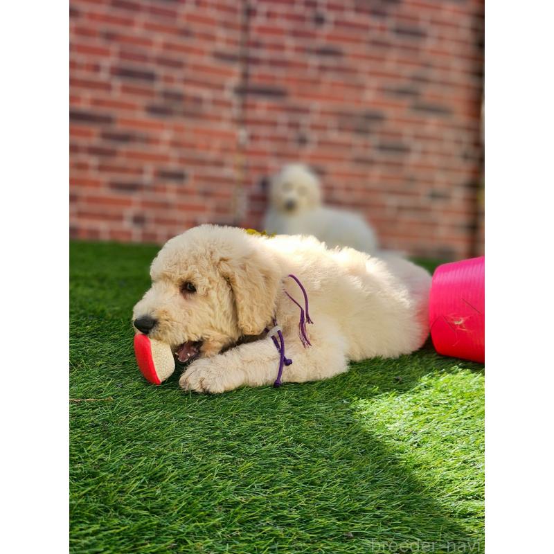 成約済の長野県のスタンダードプードル-414233の5枚目