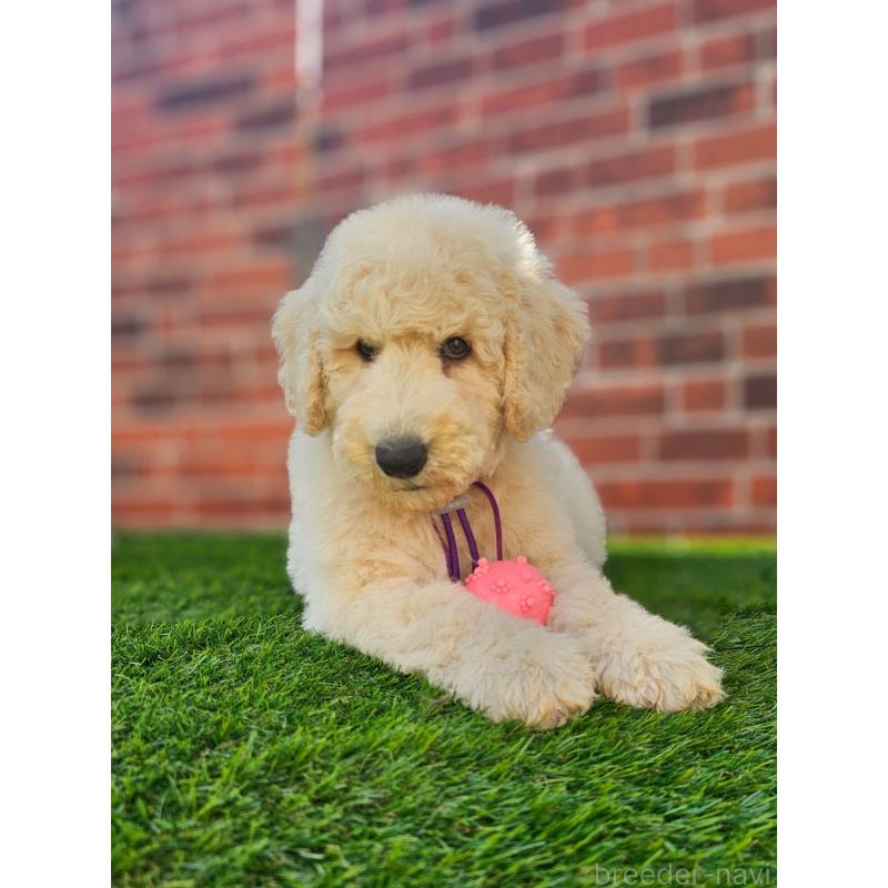 成約済の長野県のスタンダードプードル-414233の4枚目