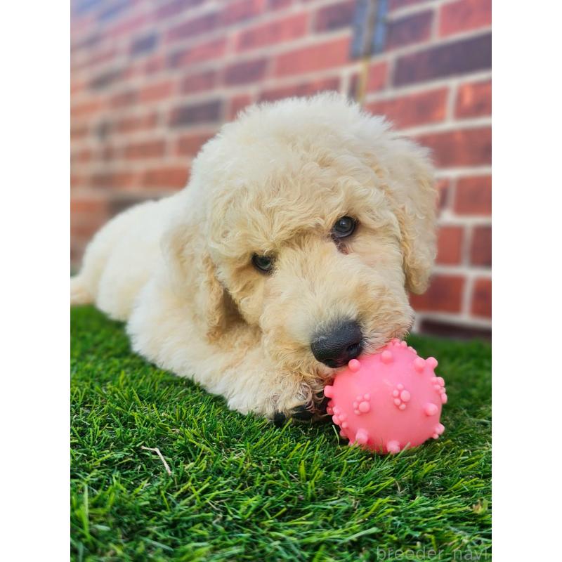 成約済の長野県のスタンダードプードル-414233の3枚目