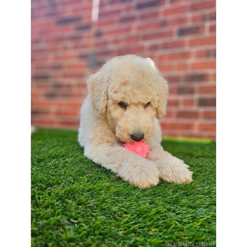 成約済の長野県のスタンダードプードル-414233の2枚目