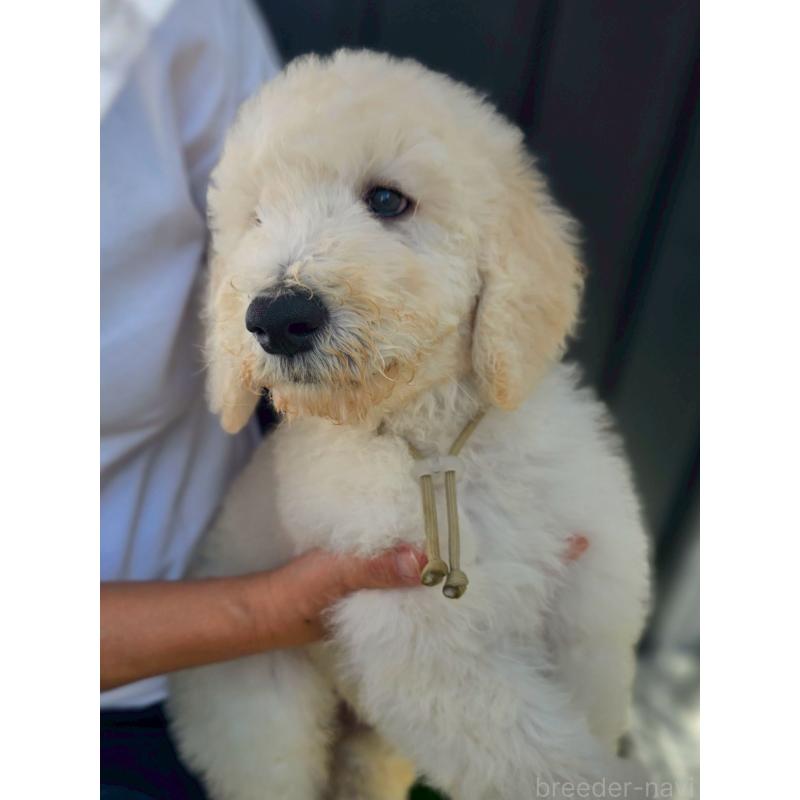 成約済の長野県のスタンダードプードル-414231の2枚目