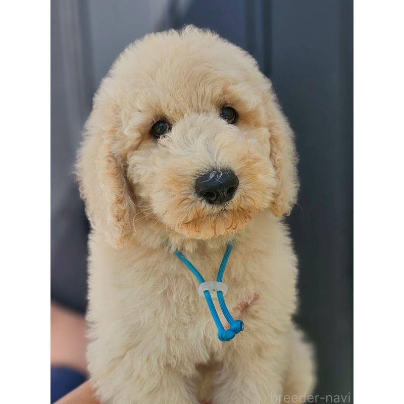 成約済の長野県のスタンダードプードル-414230の2枚目