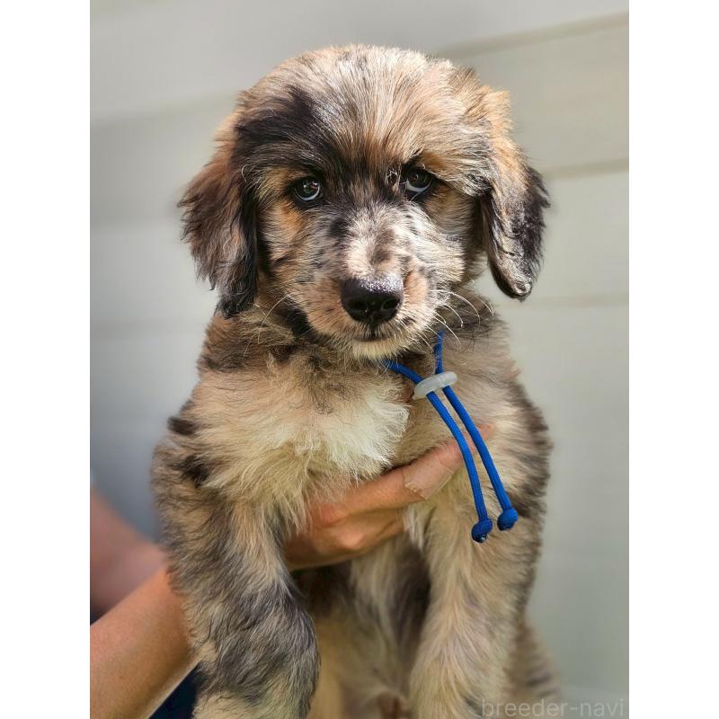 商談中の長野県のミックス犬-410969の2枚目
