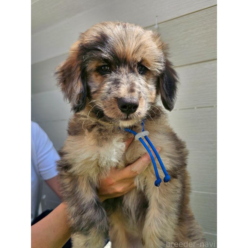商談中の長野県のミックス犬-410969の1枚目