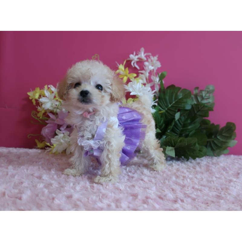 成約済の鹿児島県のティーカッププードル-419492の2枚目