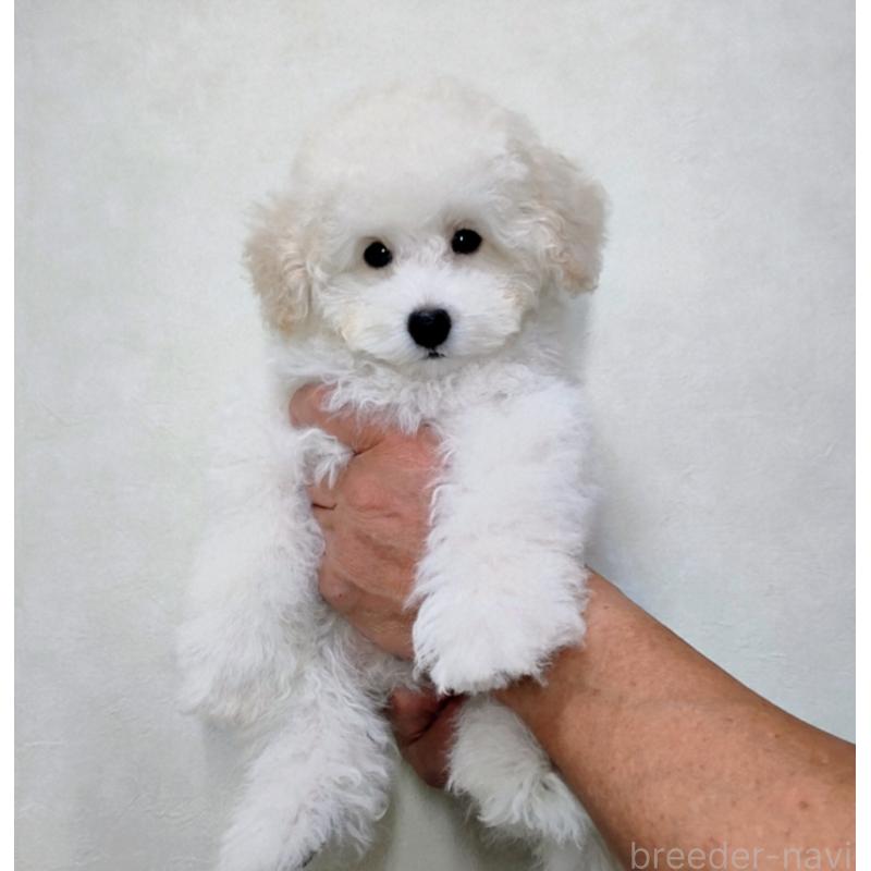 成約済の千葉県のトイプードル-419145の3枚目