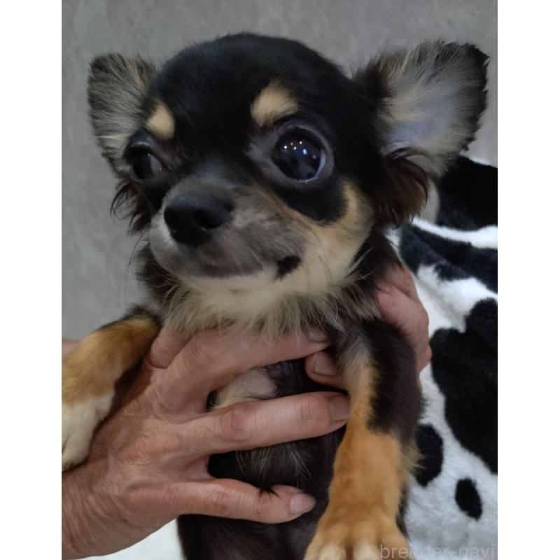 成約済の大阪府のチワワ(ロングコート)-408927の2枚目