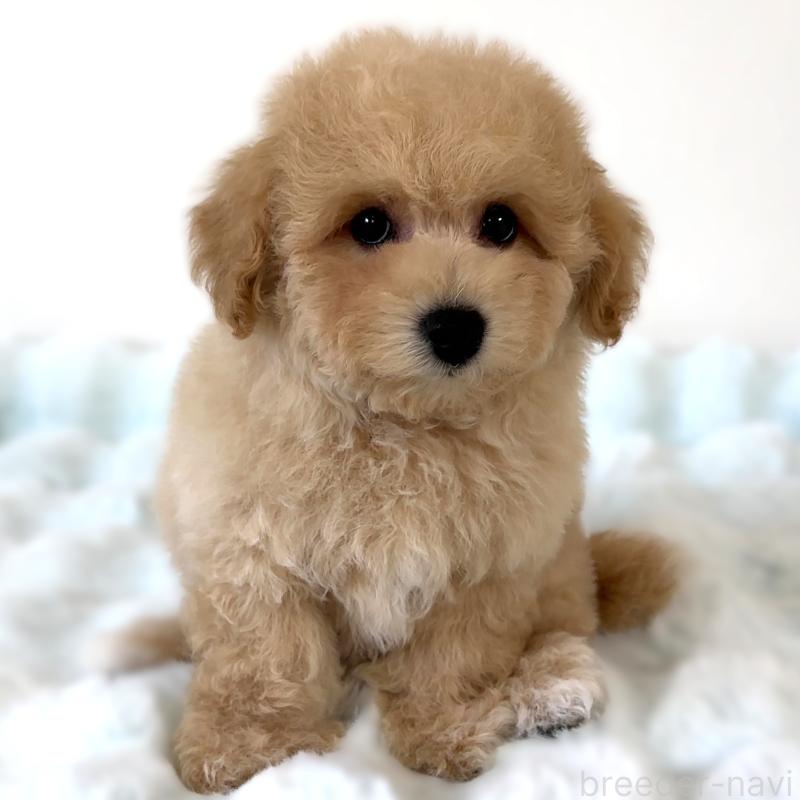 販売中の栃木県のビションプー:ビションフリーゼ×トイプードル-414812の10枚目