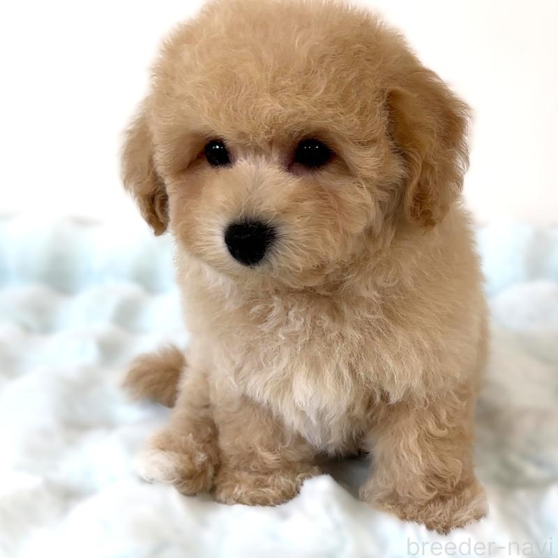 販売中の栃木県のビションプー:ビションフリーゼ×トイプードル-414812の9枚目