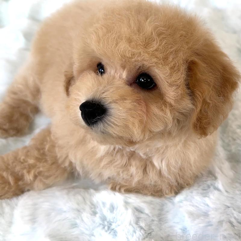 販売中の栃木県のビションプー:ビションフリーゼ×トイプードル-414812の8枚目