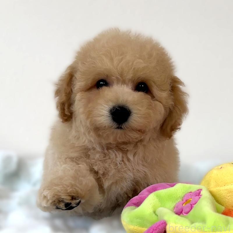 販売中の栃木県のビションプー:ビションフリーゼ×トイプードル-414812の7枚目