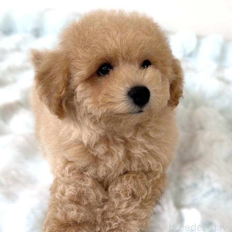 販売中の栃木県のビションプー:ビションフリーゼ×トイプードル-414812の6枚目