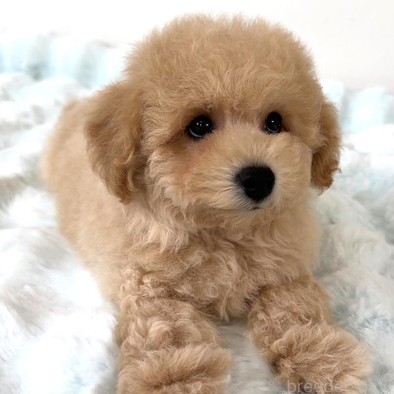 販売中の栃木県のビションプー:ビションフリーゼ×トイプードル-414812