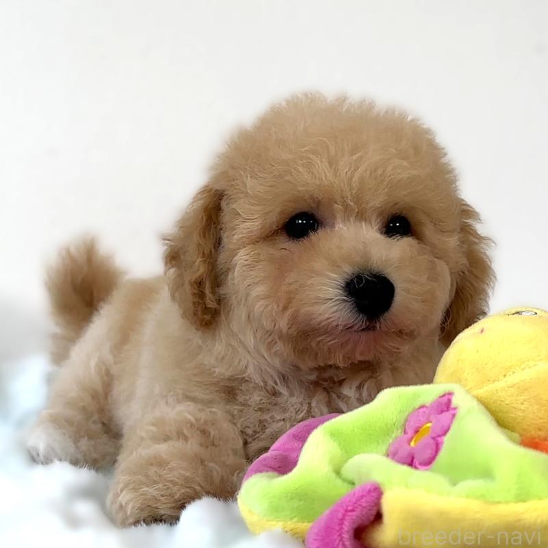 販売中の栃木県のビションプー:ビションフリーゼ×トイプードル-414812の4枚目