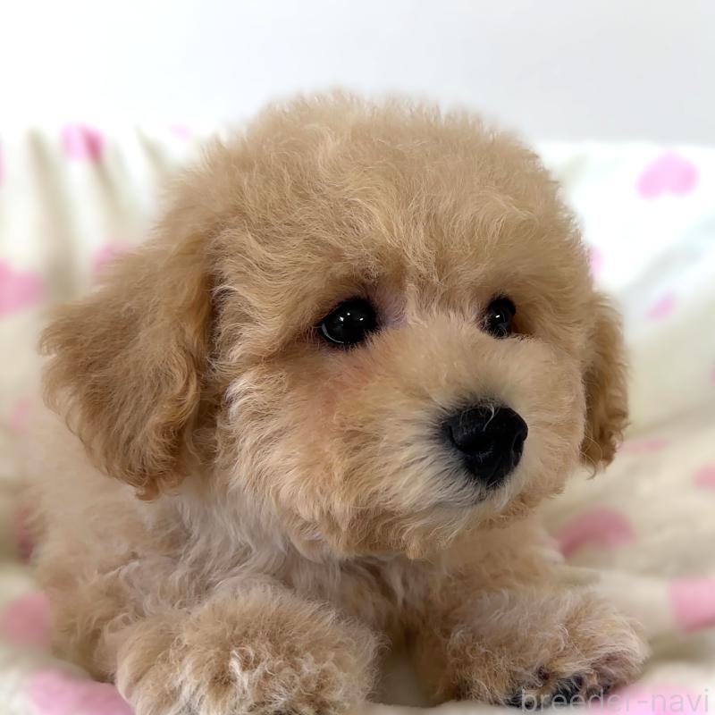 販売中の栃木県のビションプー:ビションフリーゼ×トイプードル-414812の3枚目