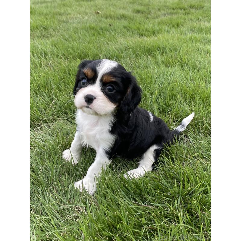 成約済の茨城県のキャバリアキングチャールズスパニエル-416706の5枚目