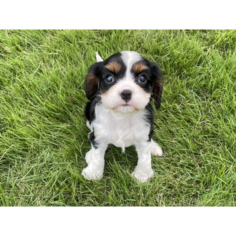 成約済の茨城県のキャバリアキングチャールズスパニエル-416706の4枚目