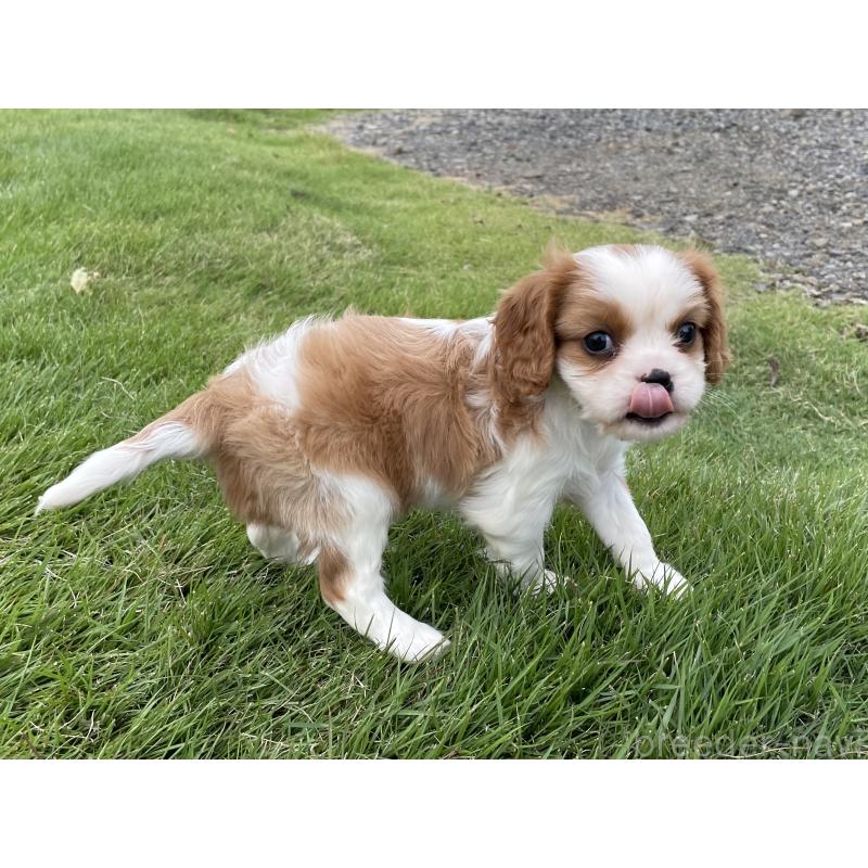 販売中の茨城県のキャバリアキングチャールズスパニエル-416704の27枚目