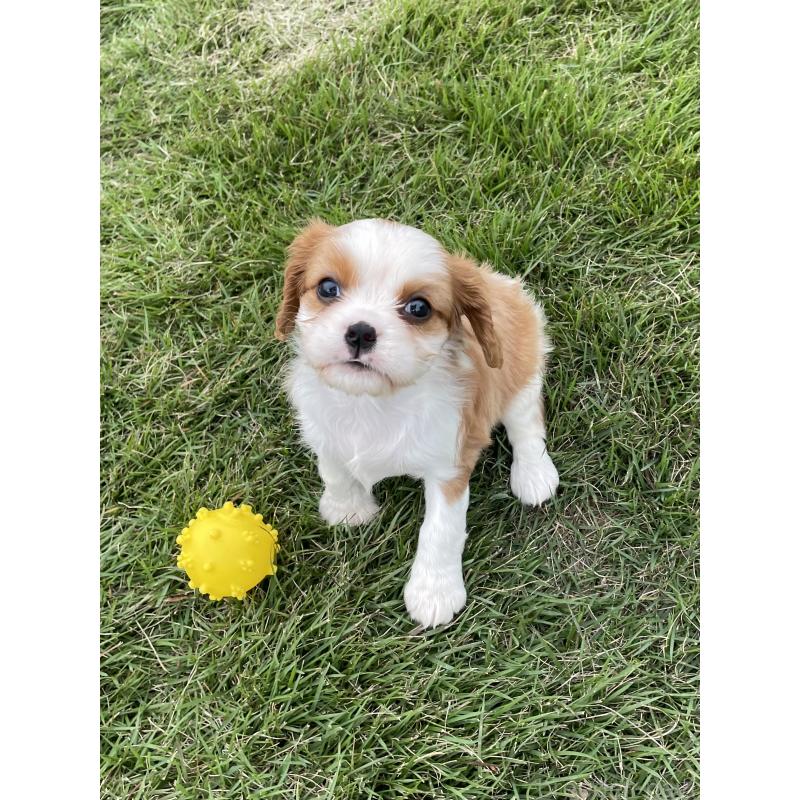 販売中の茨城県のキャバリアキングチャールズスパニエル-416704の26枚目