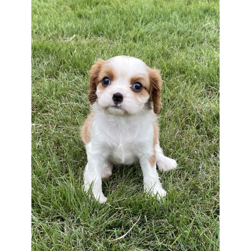 販売中の茨城県のキャバリアキングチャールズスパニエル-416704の25枚目