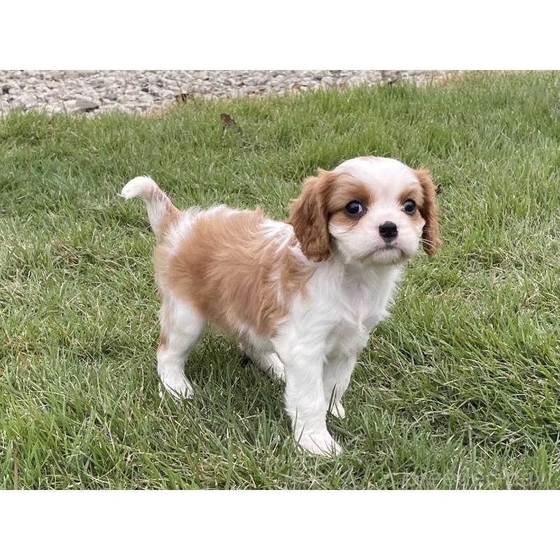 販売中の茨城県のキャバリアキングチャールズスパニエル-416704の24枚目