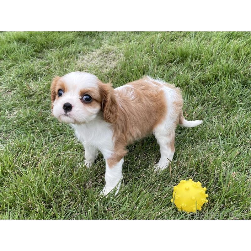 販売中の茨城県のキャバリアキングチャールズスパニエル-416704の23枚目