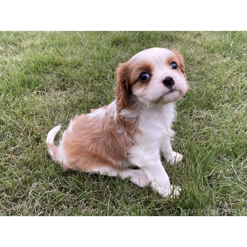 販売中の茨城県のキャバリアキングチャールズスパニエル-416704の22枚目