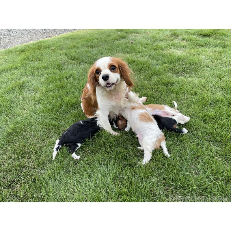 販売中の茨城県のキャバリアキングチャールズスパニエル-416704の20枚目