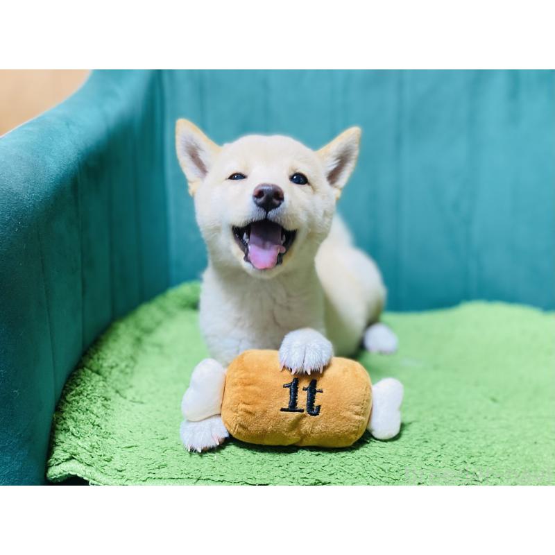 成約済の茨城県の豆柴-416510の5枚目