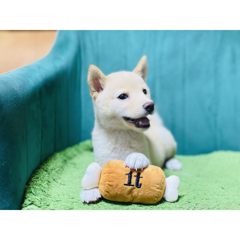 成約済の茨城県の豆柴-416510の3枚目