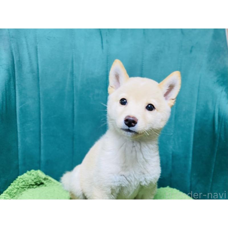 成約済の茨城県の豆柴-416510の2枚目