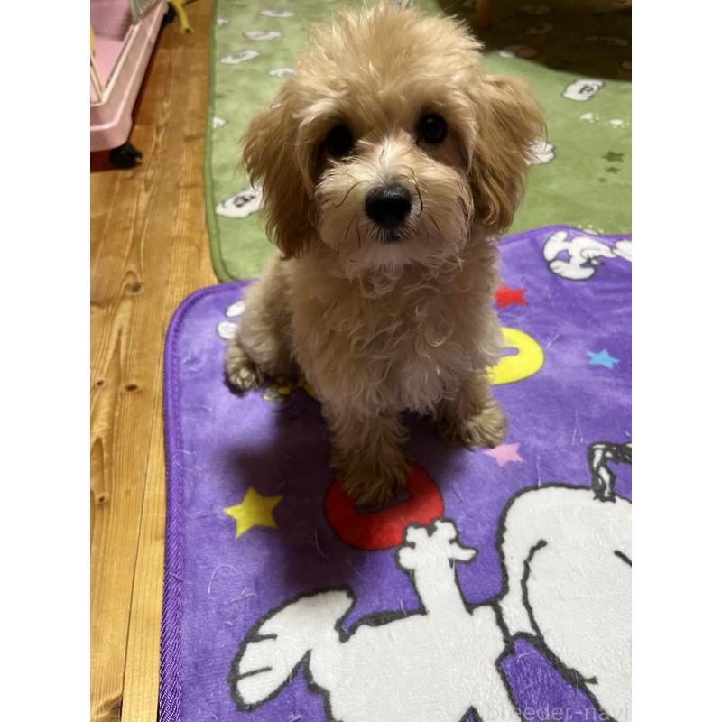 販売中の埼玉県のマルプー:マルチーズ×トイプードル-403343の4枚目