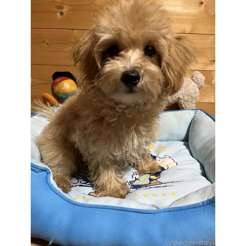 販売中の埼玉県のマルプー:マルチーズ×トイプードル-403343の3枚目