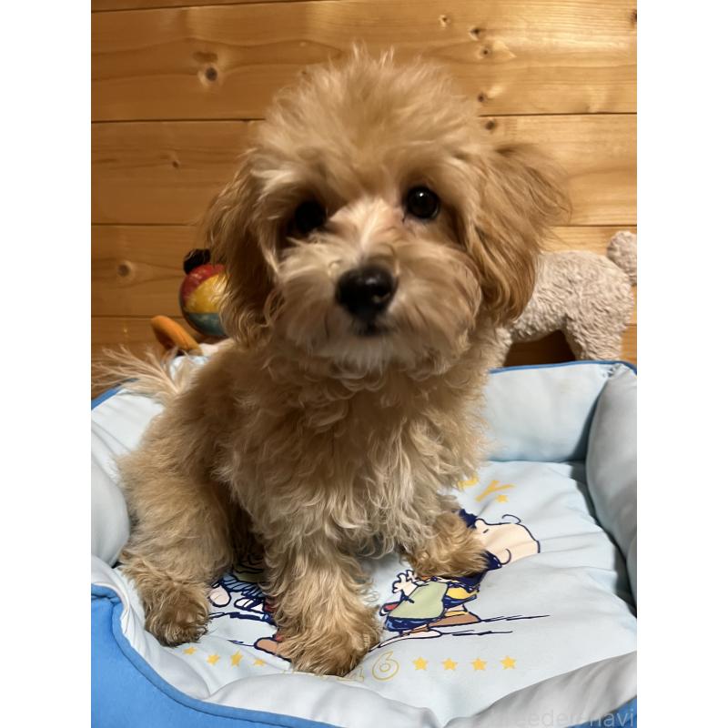 販売中の埼玉県のマルプー:マルチーズ×トイプードル-403343の2枚目