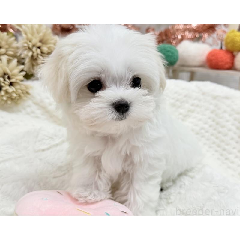 成約済の京都府のマルチーズ-414368の11枚目