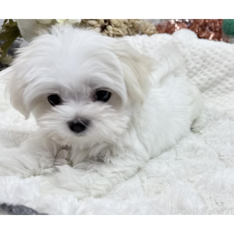 成約済の京都府のマルチーズ-414368の10枚目