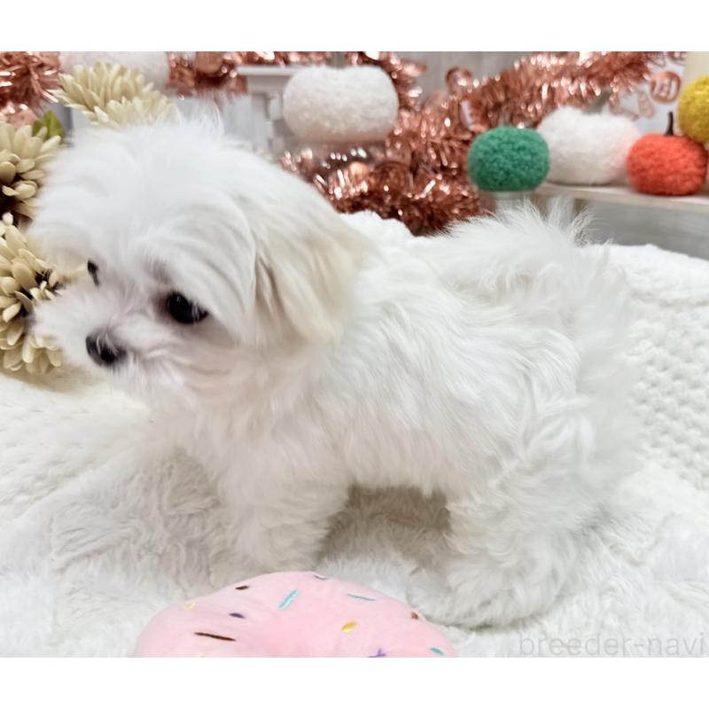 成約済の京都府のマルチーズ-414368の9枚目