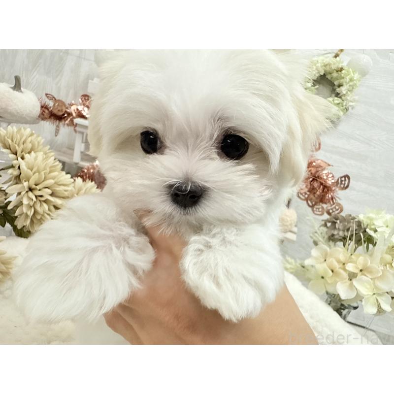 成約済の京都府のマルチーズ-414368の8枚目