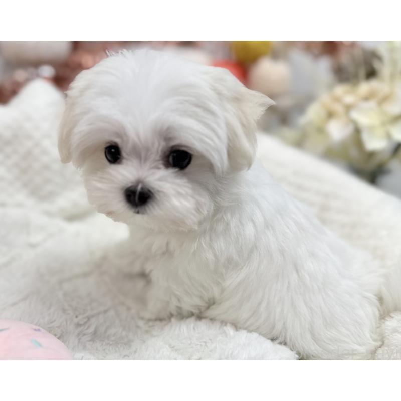 成約済の京都府のマルチーズ-414368の7枚目