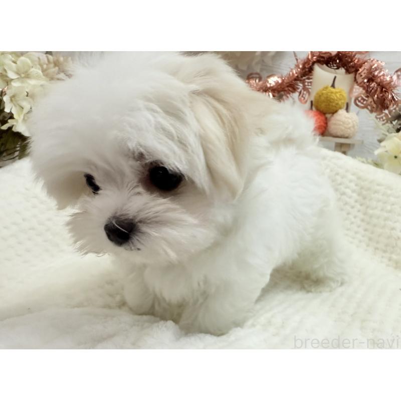 成約済の京都府のマルチーズ-414368の6枚目