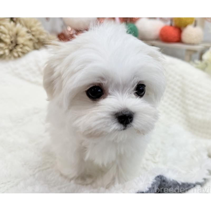 成約済の京都府のマルチーズ-414368の5枚目