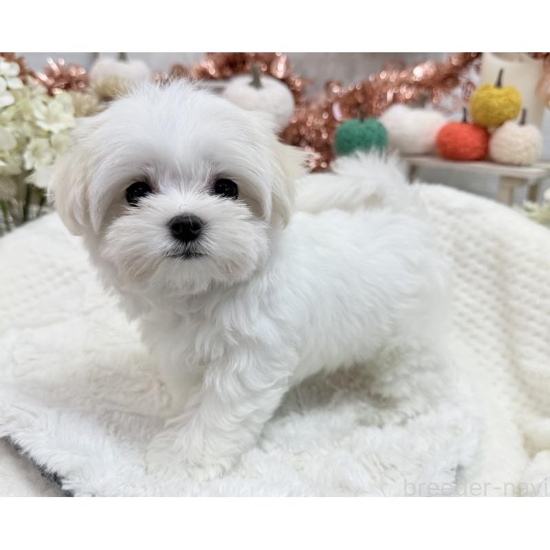 成約済の京都府のマルチーズ-414368の4枚目