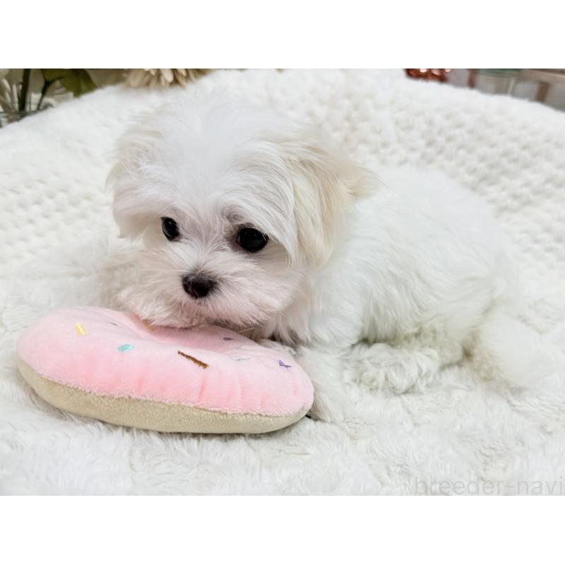 成約済の京都府のマルチーズ-414368の3枚目