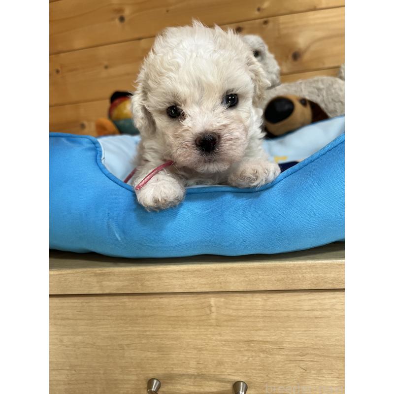 販売中の埼玉県のミックス犬-420765の6枚目